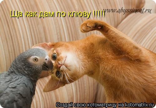 Котоматрица: Ща как дам по клюву !!!!!