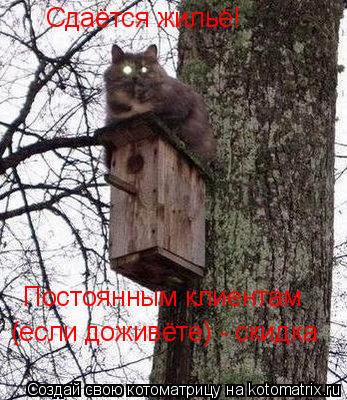 Котоматрица: Сдаётся жильё! Постоянным клиентам  (если доживёте) - скидка