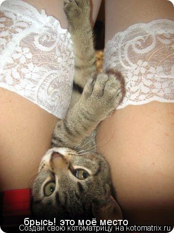 брысь! это моё место... Котоматрица: брысь! это моё место