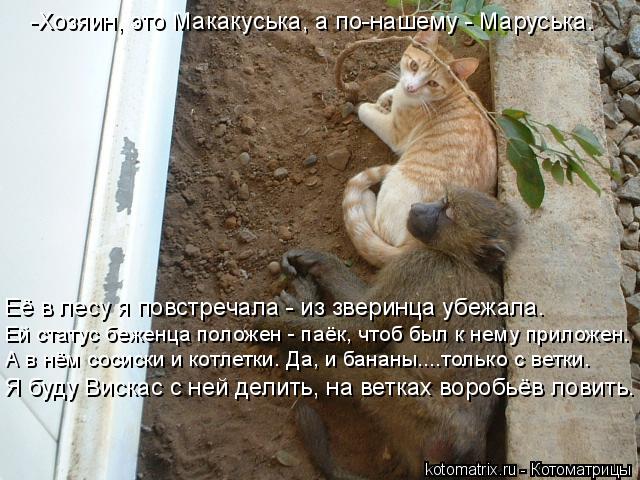 Её в лесу я повстречала - из зверинца убежала. Ей статус беженца положен - паёк, чтоб был к нему прил... Котоматрица: Её в лесу я повстречала - из зверинца убежала. Ей статус беженца положен - паёк, чтоб был к нему приложен. А в нём сосиски и котлетки. Да, и бана