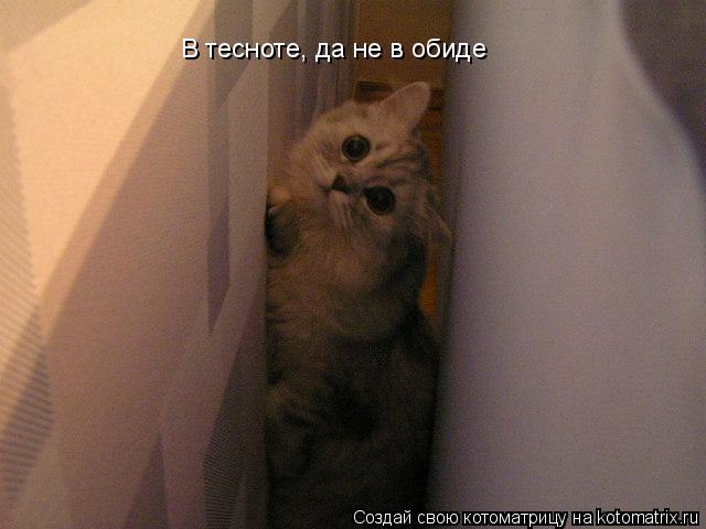 В тесноте, да не в обиде... Котоматрица: В тесноте, да не в обиде