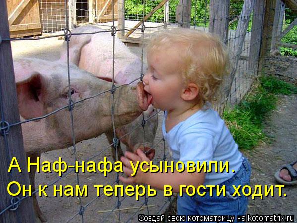 А Наф-нафа усыновили. Он к нам теперь в гости Он к нам теперь в гости ходит.... Котоматрица: А Наф-нафа усыновили. Он к нам теперь в гости Он к нам теперь в гости ходит.