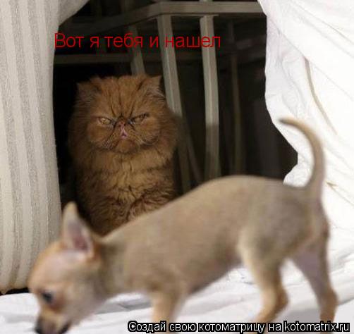 Вот я тебя и нашел... Котоматрица: Вот я тебя и нашел