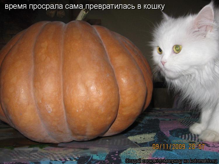 время просрала сама превратилась в кошку... Котоматрица: время просрала сама превратилась в кошку