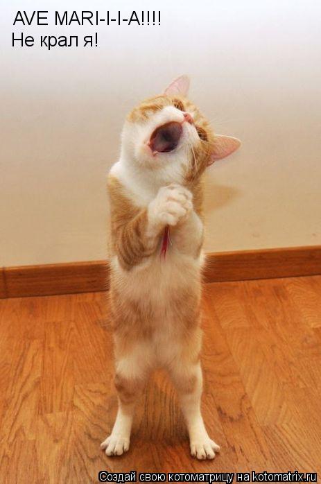 AVE MARI-I-I-A!!!! Не крал я!... Котоматрица: AVE MARI-I-I-A!!!! Не крал я!