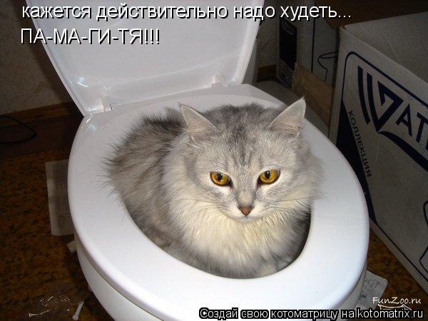 кажется действительно надо худеть... ПА-МА-ГИ-ТЯ!!!... Котоматрица: кажется действительно надо худеть... ПА-МА-ГИ-ТЯ!!!