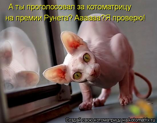 Котоматрица: А ты проголосовал за котоматрицу на премии Рунета? Аааааа?Я проверю!