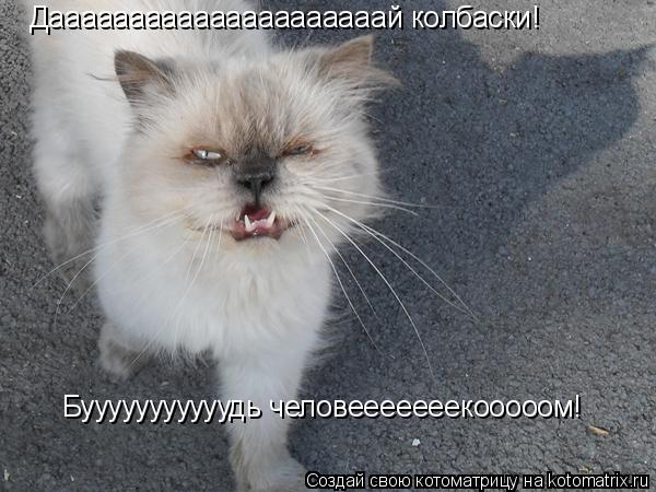 Котоматрица: Дааааааааааааааааааааай колбаски!  Бууууууууууудь человееееееекооооом!