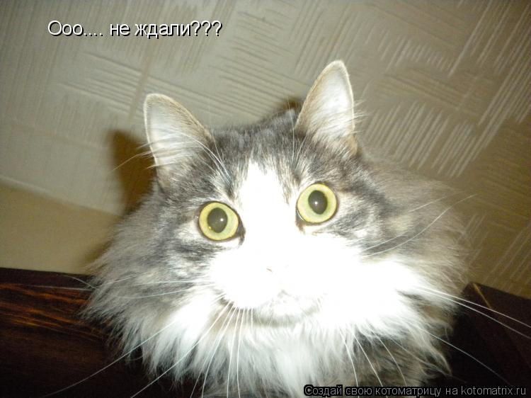 Котоматрица: Ооо.... не ждали???