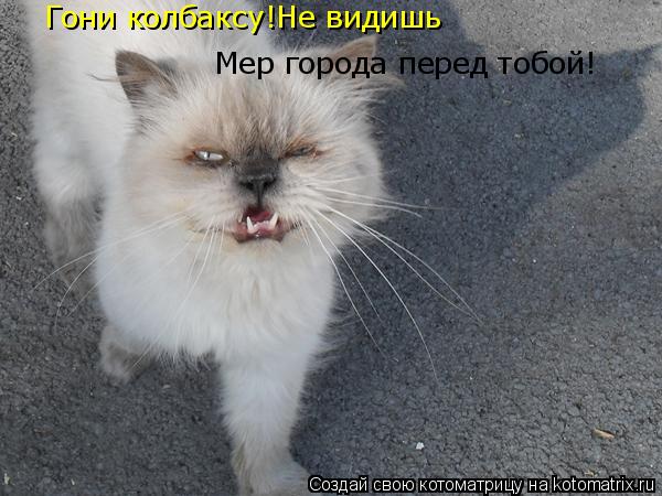 Котоматрица: Гони колбаксу!Не видишь Мер города перед тобой!