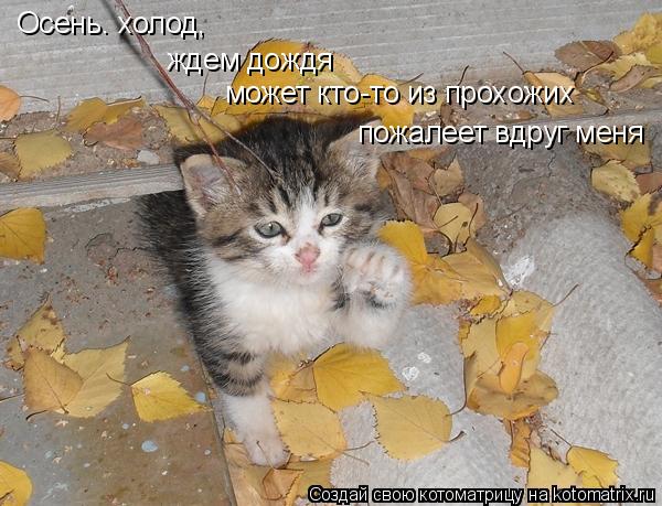 Котоматрица: Осень. холд, Осень. холод, ждем дождя может кто-то из прохожих пожалеет вдруг меня