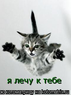 Котоматрица: я лечу к тебе