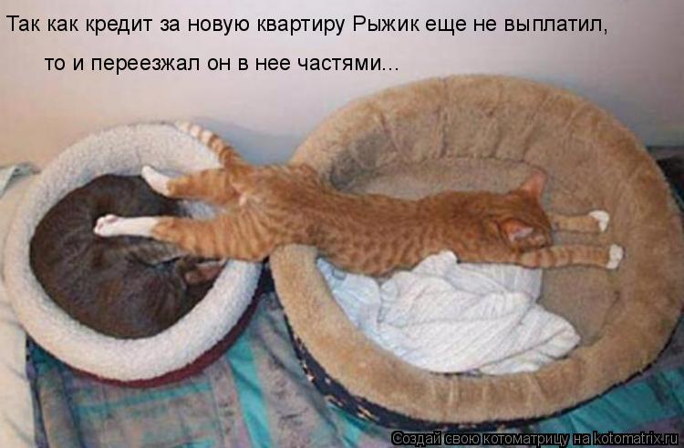 Так как кредит за новую квартиру Рыжик еще не выплатил, то и переезжал он в нее частями...... Котоматрица: Так как кредит за новую квартиру Рыжик еще не выплатил, то и переезжал он в нее частями...