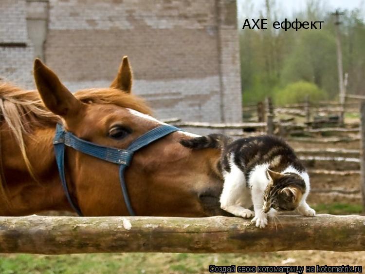 Котоматрица: АХЕ еффект