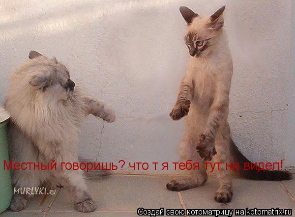 Котоматрица: Местный говоришь? что т я тебя тут не видел!