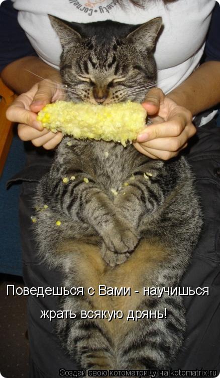 Котоматрица: Поведешься с Вами - научишься  жрать всякую дрянь!