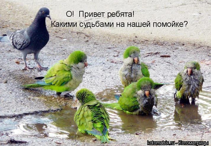 Котоматрица: О!  Привет ребята! Какими судьбами на нашей помойке?