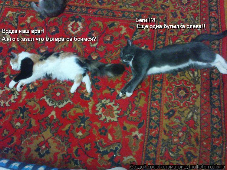 Котоматрица: Водка наш враг! А кто сказал что мы врагов боимся?! Беги!!?! Еще одна бутылка слева!!