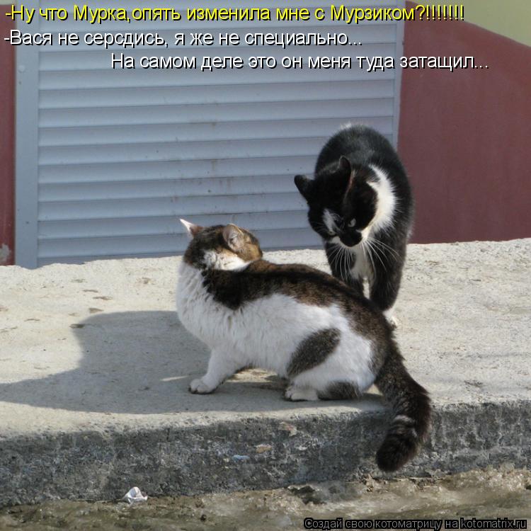 Котоматрица: -Ну что Мурка,опять изменила мне с Мурзиком?!!!!!!! -Вася не серсдись, я же не специально... На самом деле это он меня туда затащил...