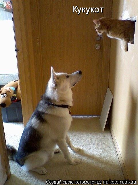 Котоматрица: Кукукот