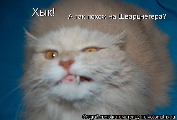 Котоматрица: Хык! А так похож на Шварцнегера?