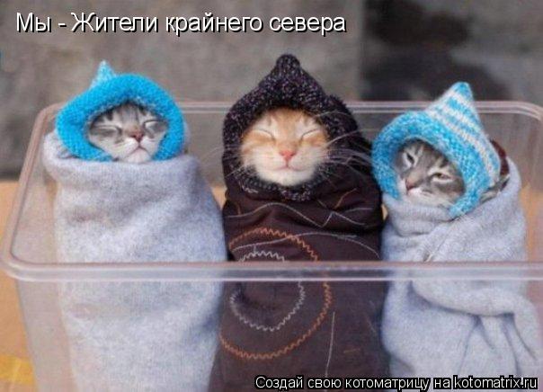 Котоматрица: Мы - Жители крайнего севера