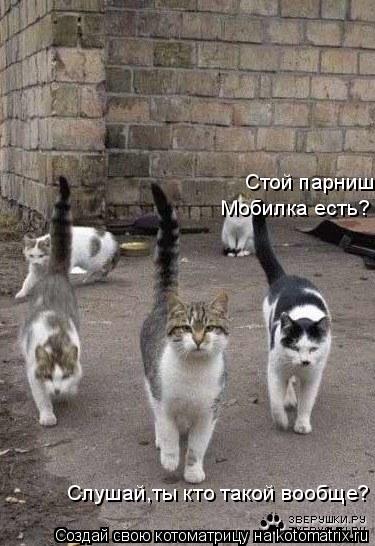Котоматрица: Слушай,ты кто такой вообще? Стой парниш! Мобилка есть?
