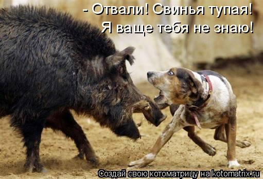 Котоматрица: - Отвали! Свинья тупая! Я ваще тебя не знаю!