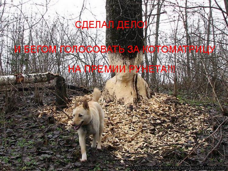 Котоматрица: СДЕЛАЛ ДЕЛО! И БЕГОМ ГОЛОСОВАТЬ ЗА КОТОМАТРИЦУ НА ПРЕМИИ РУНЕТА!!!