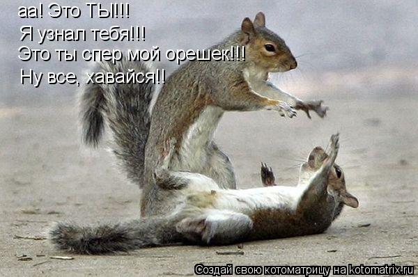 аа! Это ТЫ!!! Я узнал тебя!!! Это ты спер мой орешек!!! Ну все, хавайся!!... Котоматрица: аа! Это ТЫ!!! Я узнал тебя!!! Это ты спер мой орешек!!! Ну все, хавайся!!