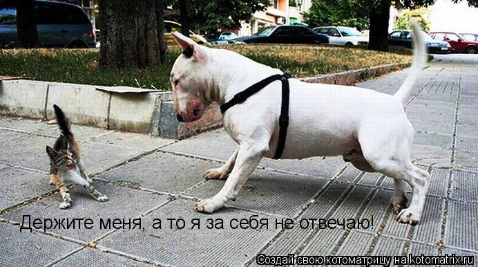 -Держите меня, а то я за себя не отвечаю!... Котоматрица: -Держите меня, а то я за себя не отвечаю!