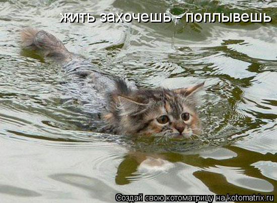 жить захочешь - поплывешь... Котоматрица: жить захочешь - поплывешь
