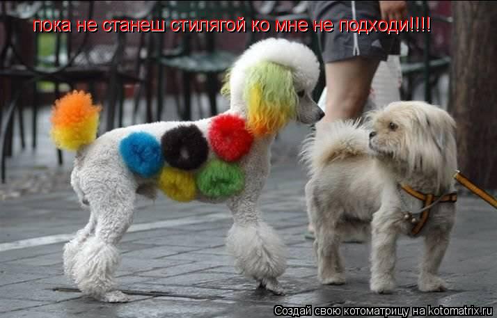 пока не станеш стилягой ко мне не подходи!!!! пока не станеш стилягой ко мне не подходи!!!!... Котоматрица: пока не станеш стилягой ко мне не подходи!!!! пока не станеш стилягой ко мне не подходи!!!!