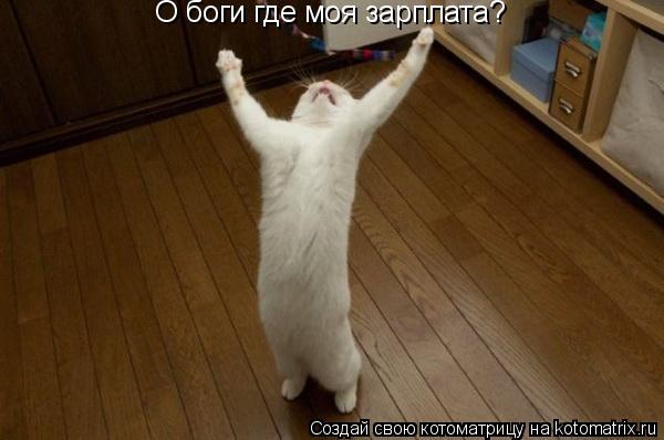 О боги где моя зарплата?... Котоматрица: О боги где моя зарплата?