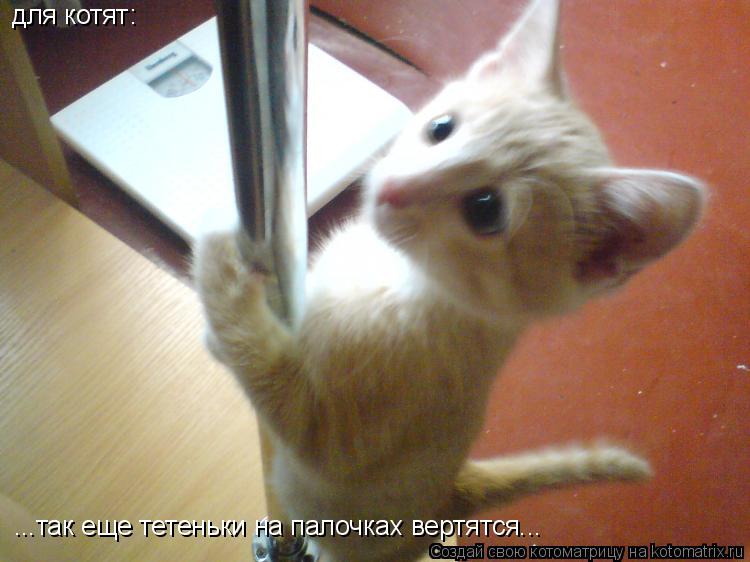 Котоматрица: для котят: ...так еще тетеньки на палочках вертятся...