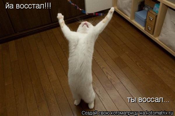Котоматрица: йа восстал!!! ты воссал...