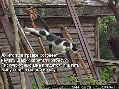 Котоматрица: Ах,что то в травке розовеет, неужто Шарик спрятал колбасу? Рискуя жизнью мне придется  прыгать, минуя ловко грабли и косу!
