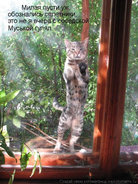 Котоматрица: Милая,пусти уж, обознались сплетники, это не я вчера с соседской  Муськой гулял.