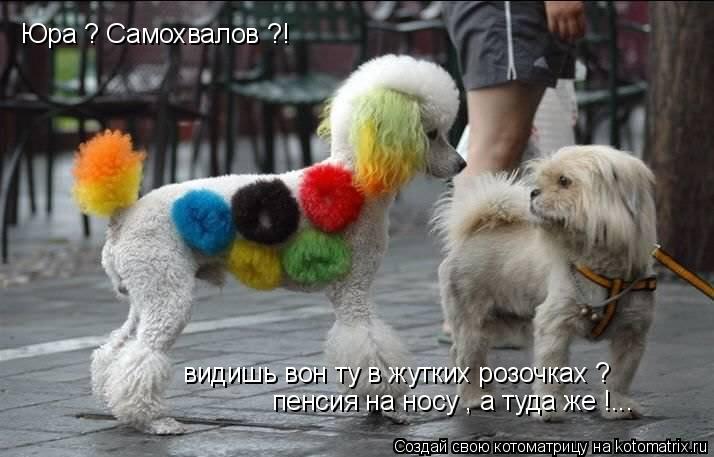 Котоматрица: видишь вон ту в жутких розочках ? пенсия на носу , а туда же !... Юра ? Самохвалов ?!