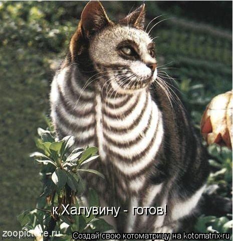 Котоматрица: к Халувину - готов!