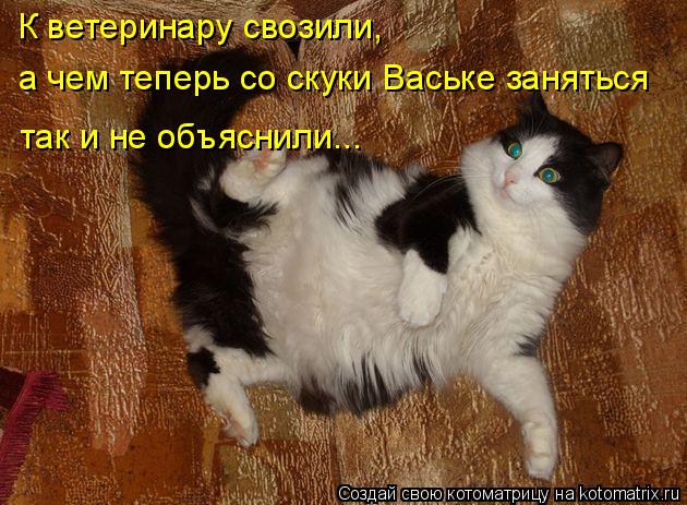 Котоматрица: К ветеринару свозили, а чем теперь со скуки Ваське заняться так и не объяснили...