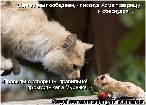-Правильно говоришь, правильно! - промурлыкала Муренка... - Сейчас мы пообедаем, - пискнул Хома това... Котоматрица: -Правильно говоришь, правильно! - промурлыкала Муренка... - Сейчас мы пообедаем, - пискнул Хома товарищу и обернулся...