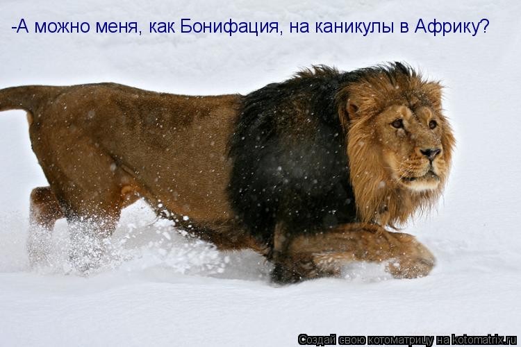 Котоматрица: -А можно меня, как Бонифация, на каникулы в Африку?