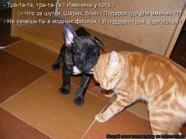 - Тра-та-та, тра-та-та ! Именины у кота ! - Что за шутки, Шарик, блин ! Подарок где для именин ?!? - ... Котоматрица: - Тра-та-та, тра-та-та ! Именины у кота ! - Что за шутки, Шарик, блин ! Подарок где для именин ?!? - Не сечешь ты в модных фишках ! Я подарок твой, бр