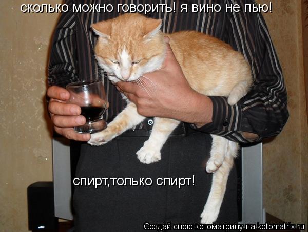 сколько можно говорить! я вино не пью! спирт,только спирт!... Котоматрица: сколько можно говорить! я вино не пью! спирт,только спирт!