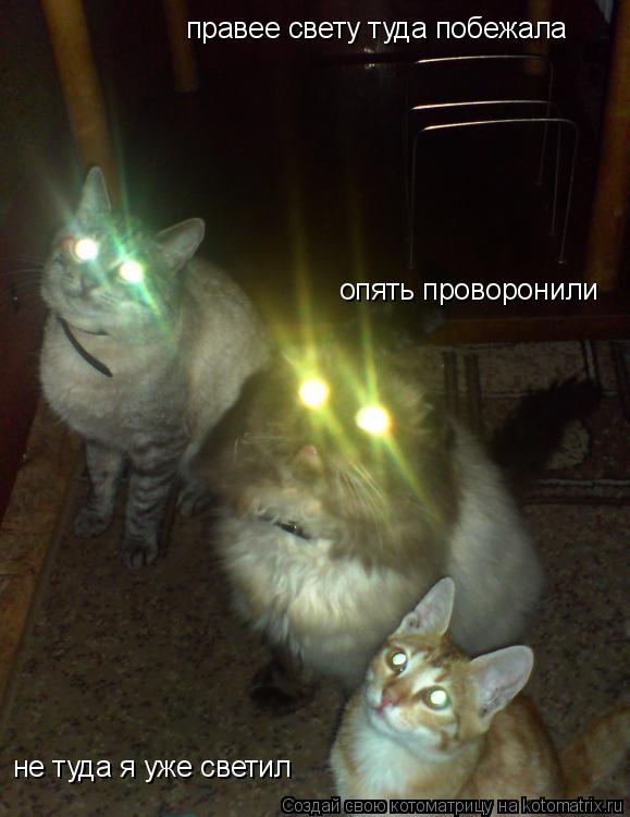 правее свету туда побежала не туда я уже светил опять проворонили... Котоматрица: правее свету туда побежала не туда я уже светил опять проворонили