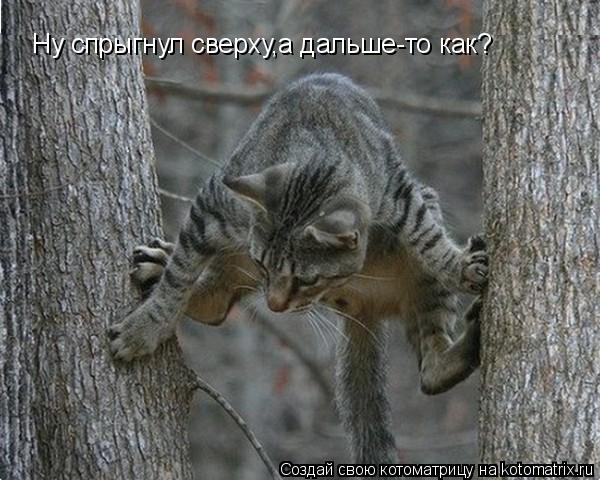 Котоматрица: Ну спрыгнул сверху,а дальше-то как?
