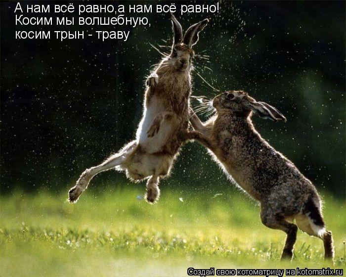 Котоматрица: А нам всё равно,а нам всё равно! Косим мы волшебную, косим трын - траву