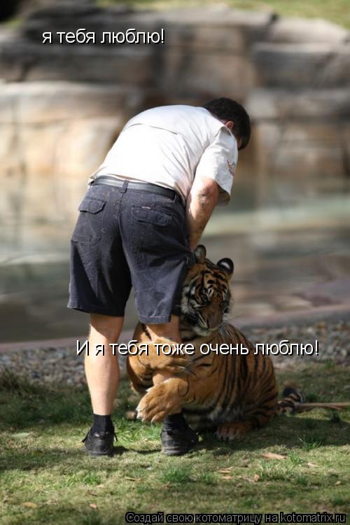 Котоматрица: я тебя люблю! И я тебя тоже очень люблю!
