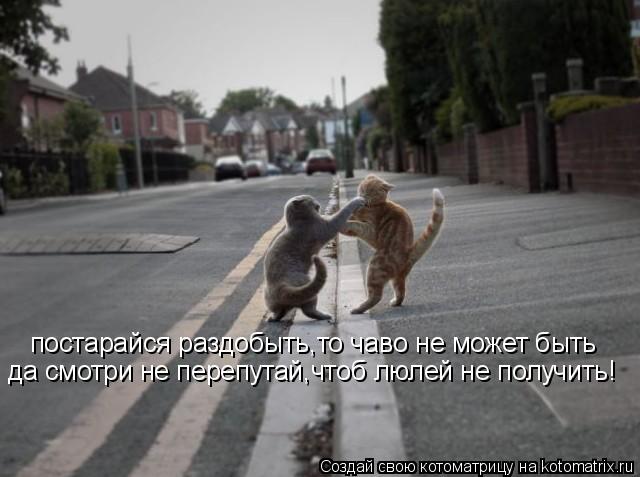 постарайся раздобыть,то чаво не может быть да смотри не перепутай,чтоб люлей не получить!... Котоматрица: постарайся раздобыть,то чаво не может быть да смотри не перепутай,чтоб люлей не получить!